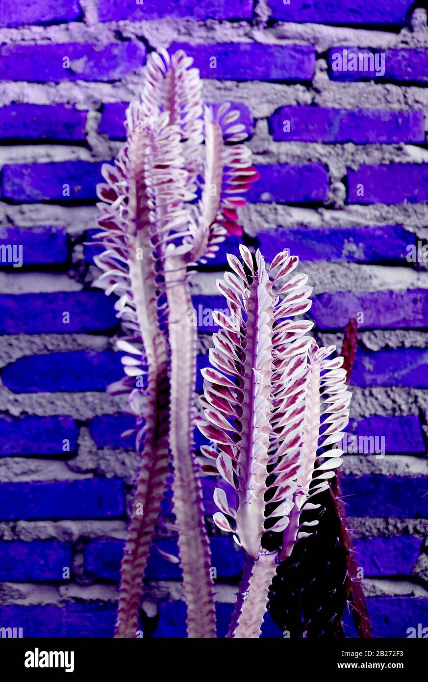 Pop Art Surreal Style Purple Coloured Cactus Plant on Violet Brick Wall Stockfoto