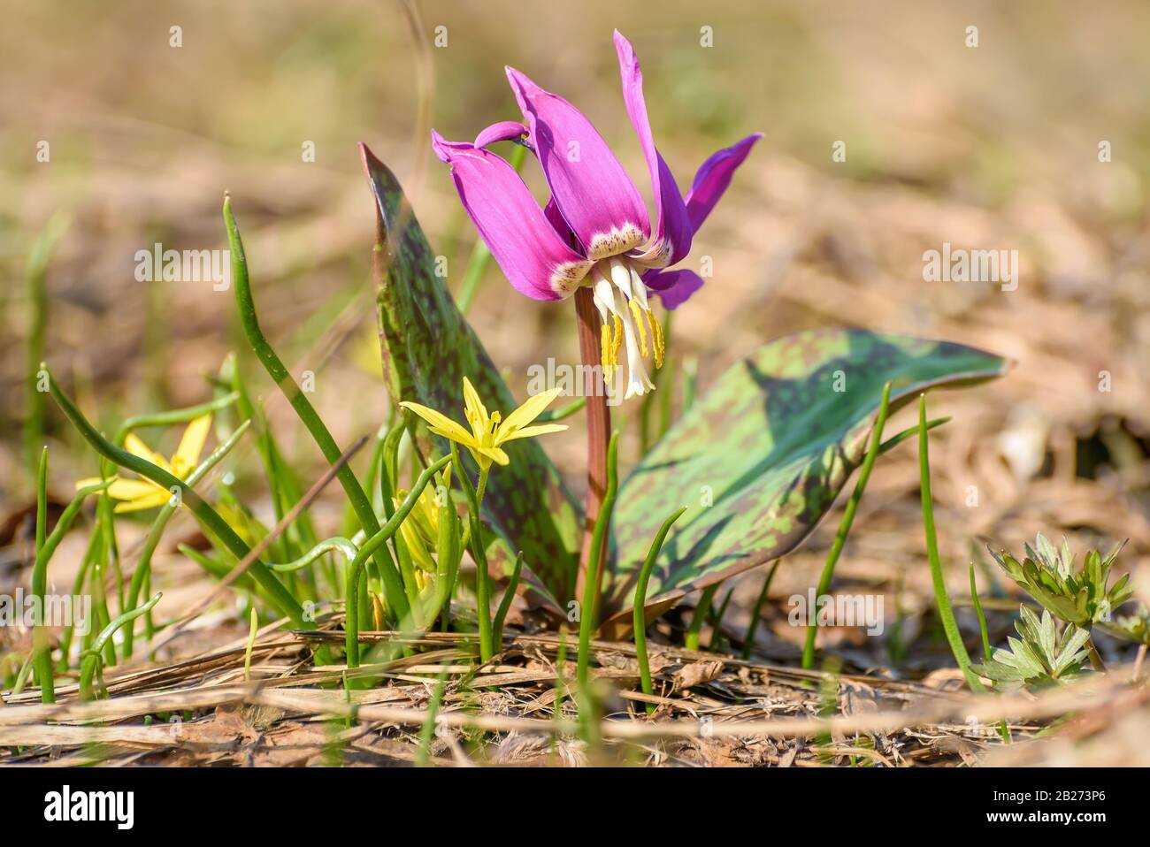 Die erste magentafarbene Wildblume Erythronium sibiriicum in der Wiesennähe Stockfoto