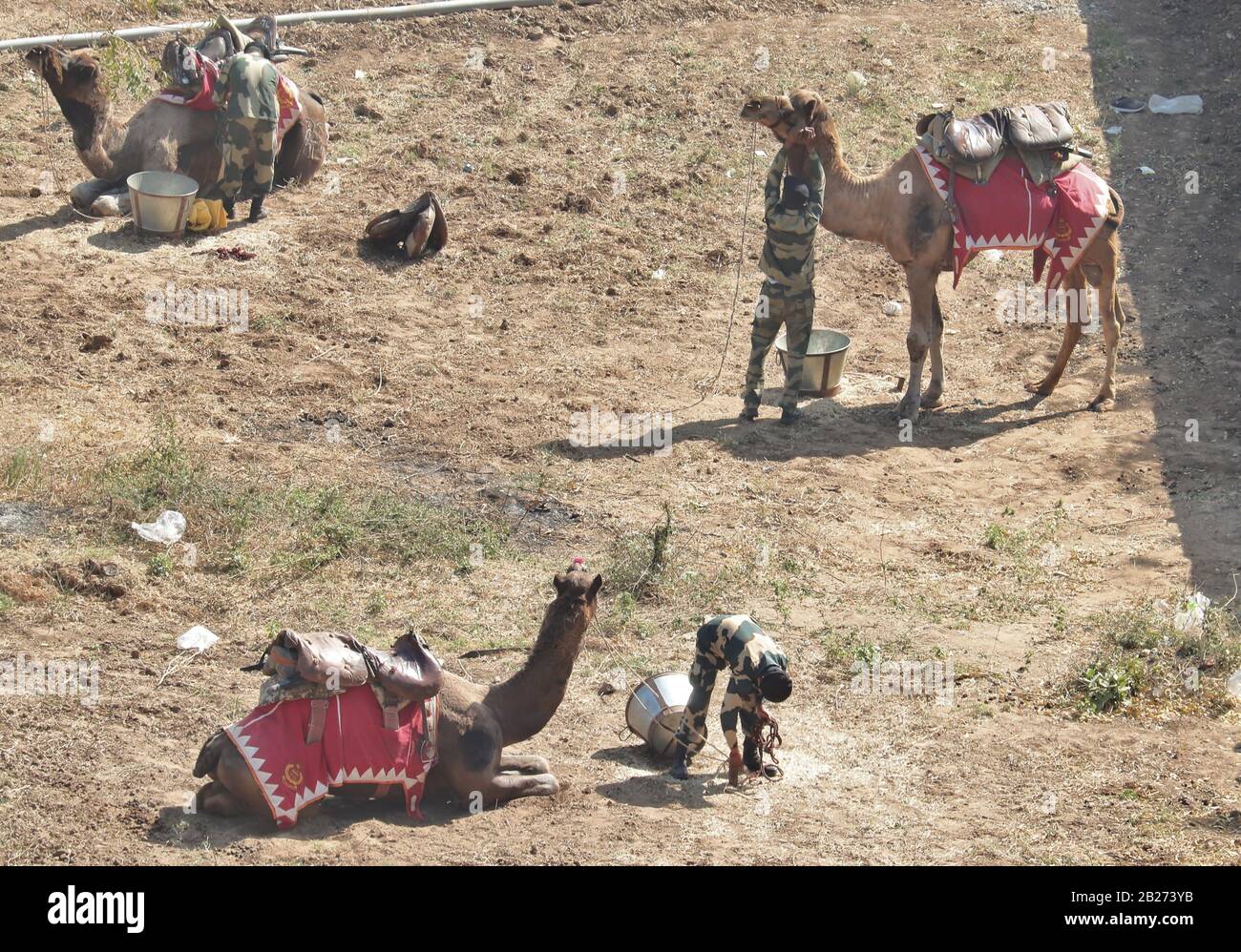 BSF-Soldaten mit Kamelen vor dem Besuch des Präsidenten Der Vereinigten Staaten, Mr. Donald Trump in Motera/Ahmedabad/Gujarat/Indien Stockfoto