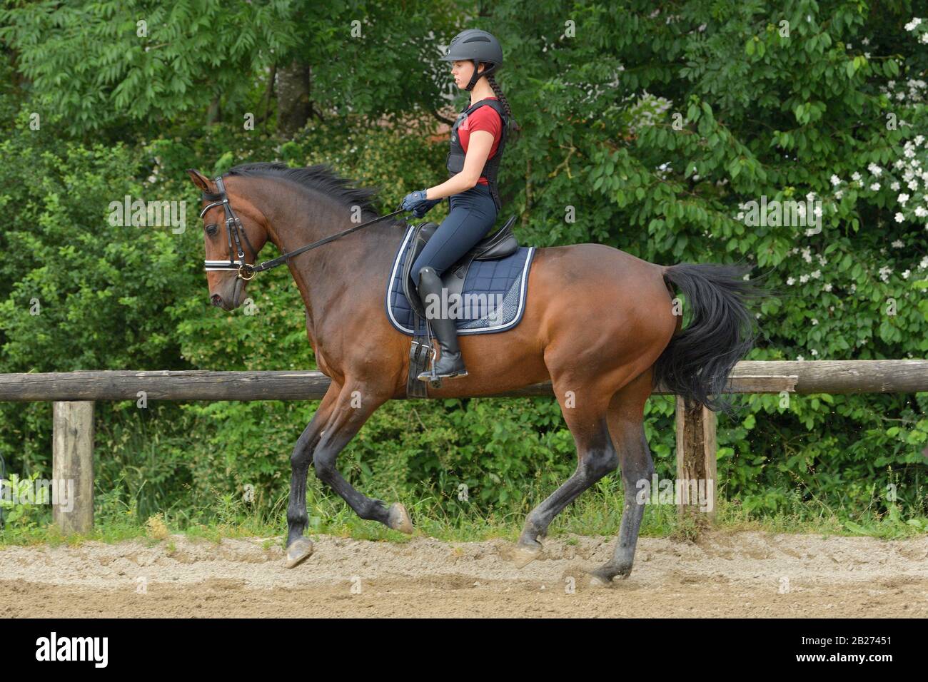 Reiter trägt auf einem Hannoverschen Pferdekännchen eine Reitkressur Stockfoto