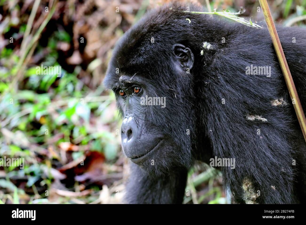 Berg-Gorilla am Bwindi Undurchdringlichen Nationalpark Uganda (Gor Stockfoto