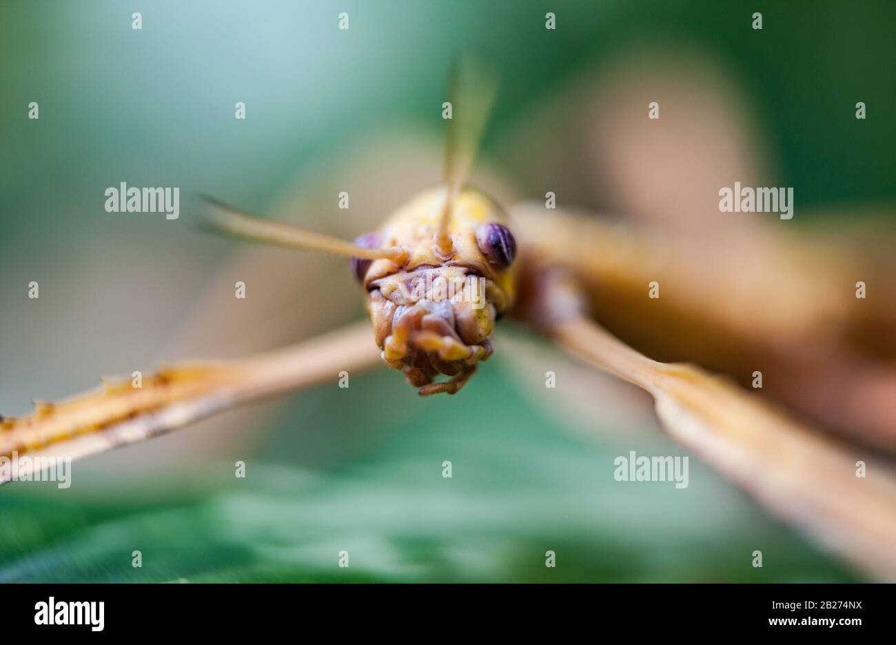 Riesige Heuschrecke im grünen Blatt. Makrofoto. Stockfoto