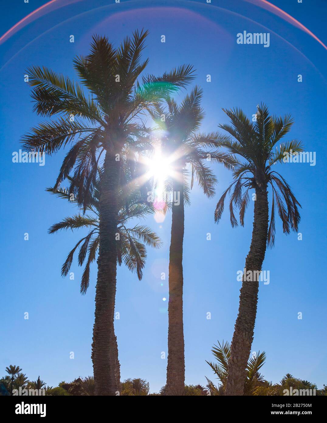 Heiße Sonne durch Palmen. Stockfoto