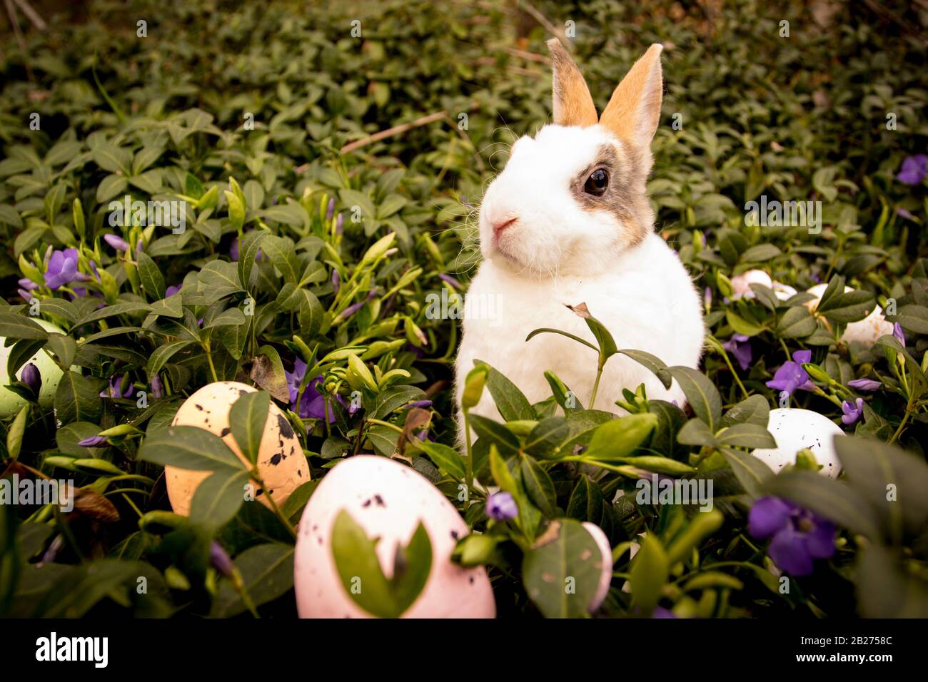 Ostern Hasen und Eier im Gras. Stockfoto