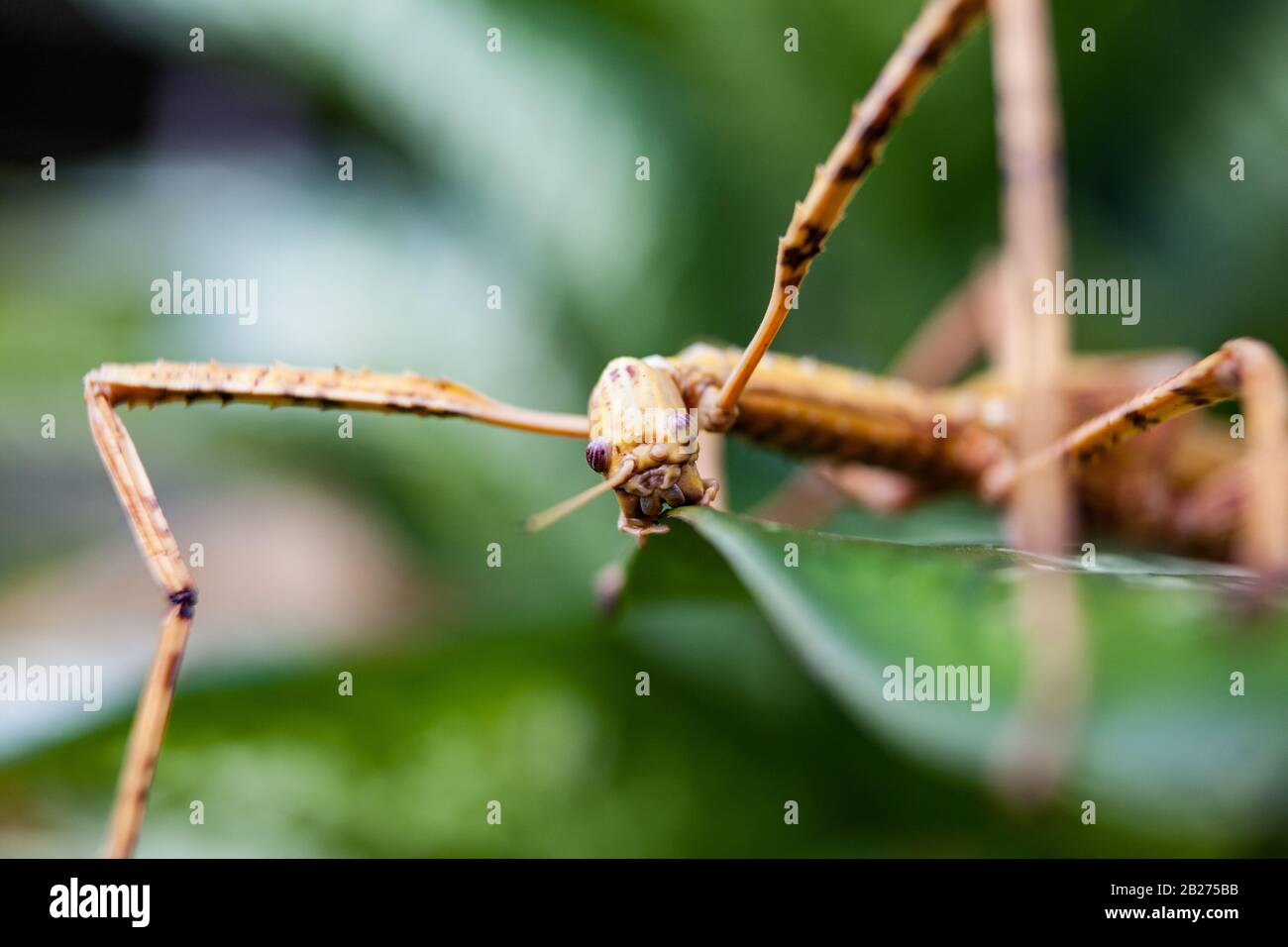 Riesige Heuschrecke im grünen Blatt. Makrofoto. Stockfoto