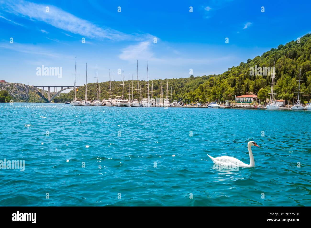 Swan am See im Krka National Park, Kroatien. Yachts und Boote am Pier in Skradin. Sibenik-Brücke über den Fluss Krka mit klarem türkisfarbenem Wasser und blauem s Stockfoto