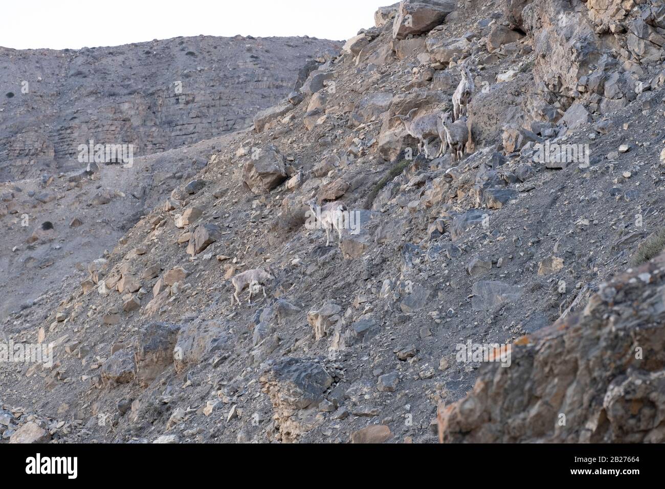 Bharal- oder Himalaya-Blauschafe in der Nähe des Mane-Sees, Spiti-Tal. Stockfoto