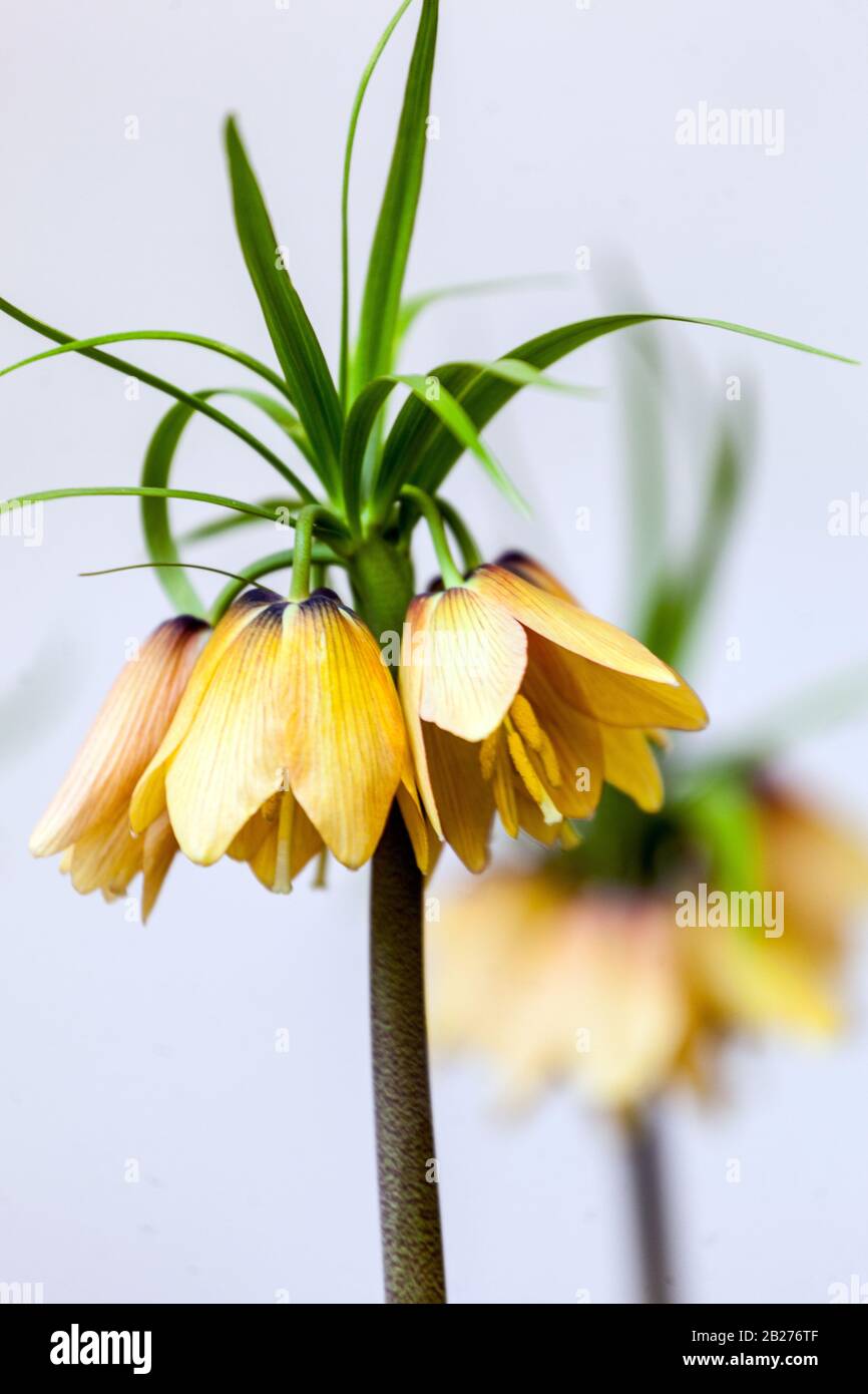 Crown Imperial Fritillary Fritillaria imperialis 'Frühe Phantasie' Stockfoto