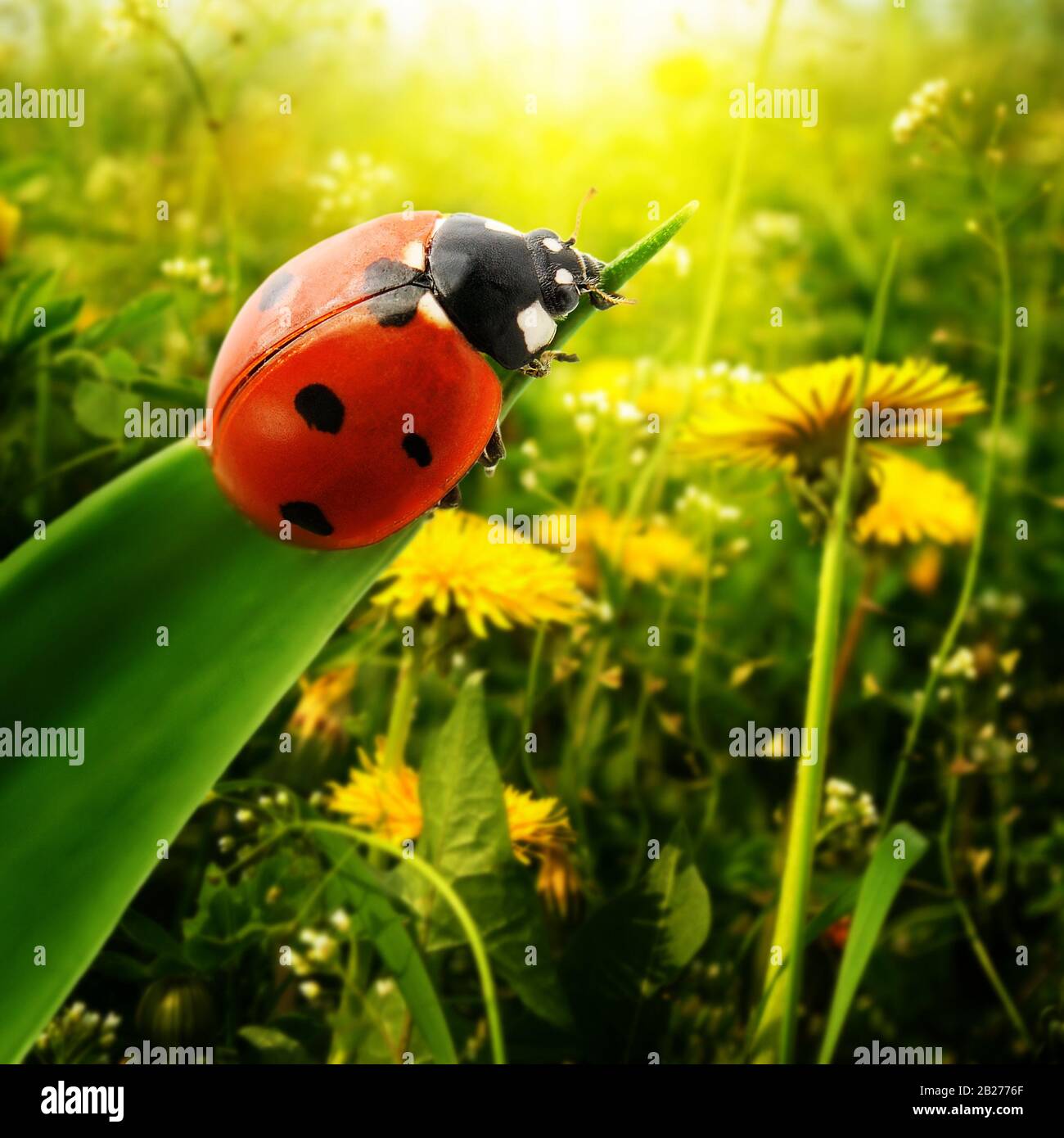 Ladybug Sonnenlicht auf dem Feld Stockfoto