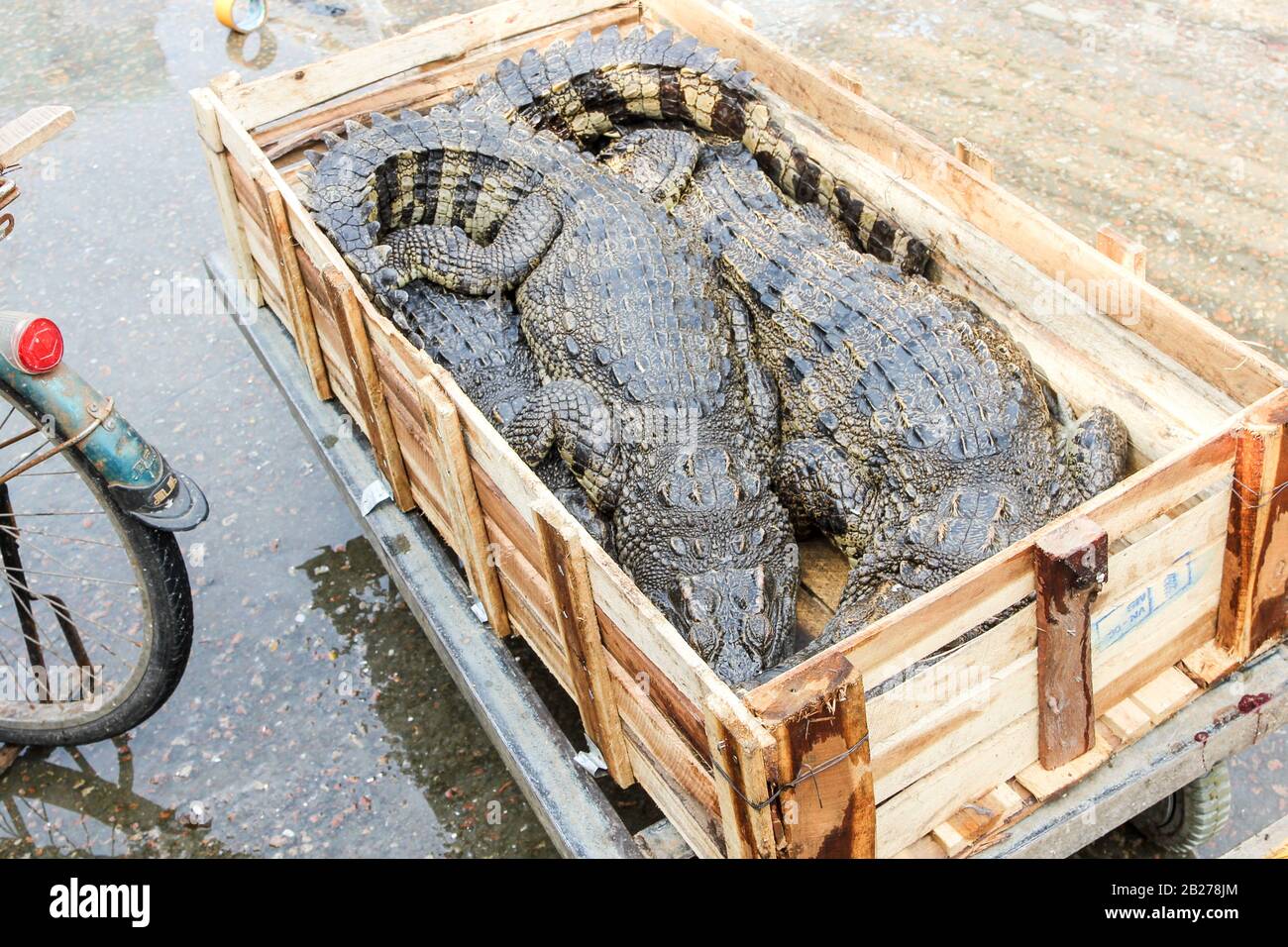 Chinesische typische Fisch- und lebende Tiere Markt Stockfoto