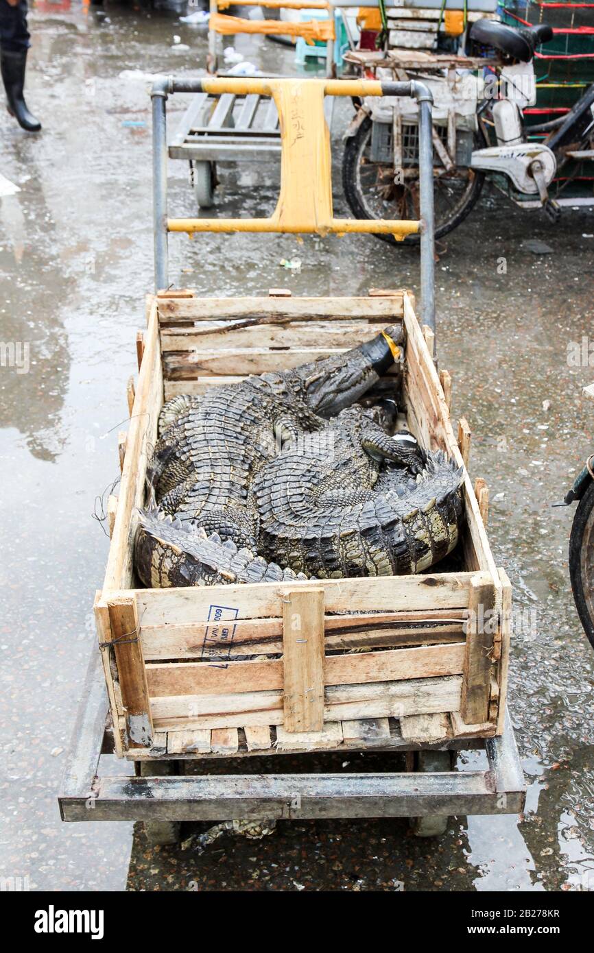 Chinesische typische Fisch- und lebende Tiere Markt Stockfoto