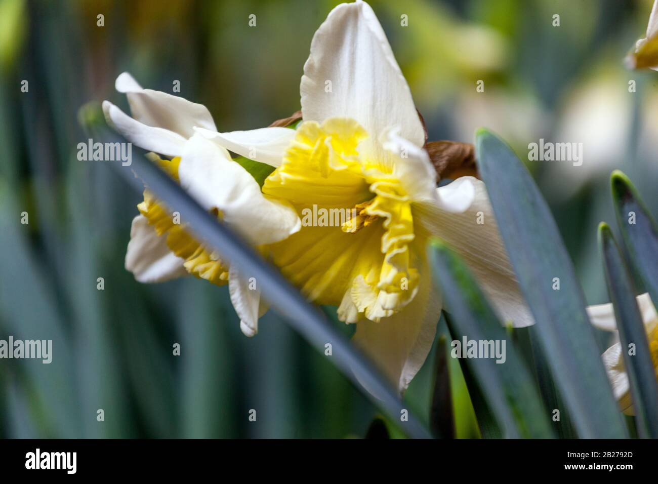 Narzisse Daffodil Eisfollies Blumen Stockfoto