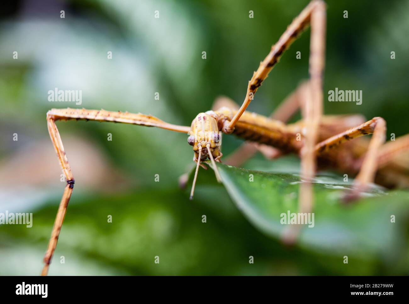 Riesige Heuschrecke im grünen Blatt. Makrofoto. Stockfoto
