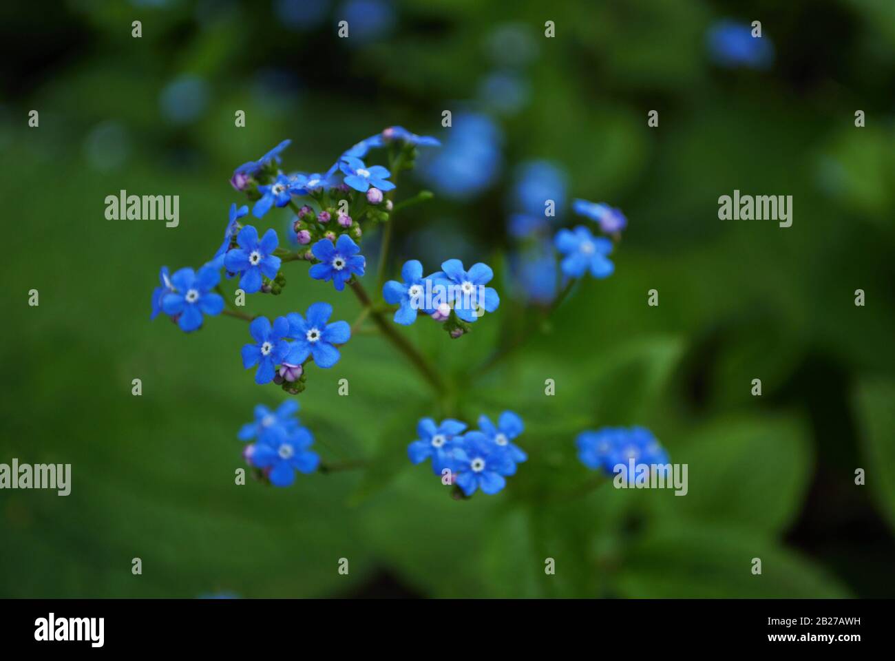 Nahaufnahme von Titty Bitty Blue vergessen Sie mich nicht in meinem Garten myosotis alpestris sylvatica Stockfoto