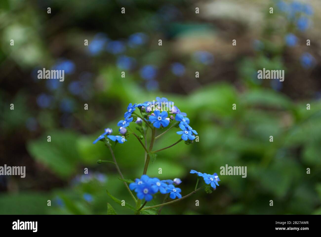 Nahaufnahme von Titty Bitty Blue vergessen Sie mich nicht in meinem Garten myosotis alpestris sylvatica Stockfoto
