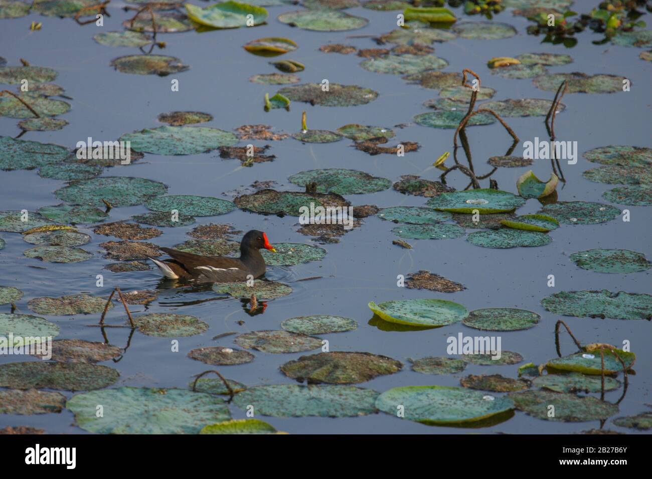 Ein gemeinsames Moorhennen, das in einem mit Seerosenblättern gefüllten See schwimmt (Foto in Lalbagh, Bangalore City, Indien) Stockfoto