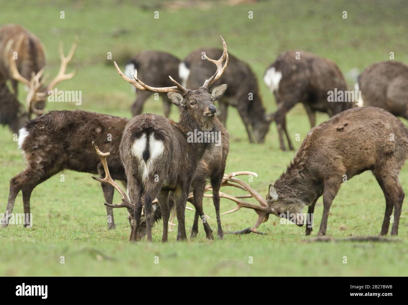 Eine Herde der mandschurischen Sika Deer Stags, Cervus nippon Mantchurikus, weidete auf einem Feld. Zwei der Stags sind im Hintergrund zu sehen. Stockfoto