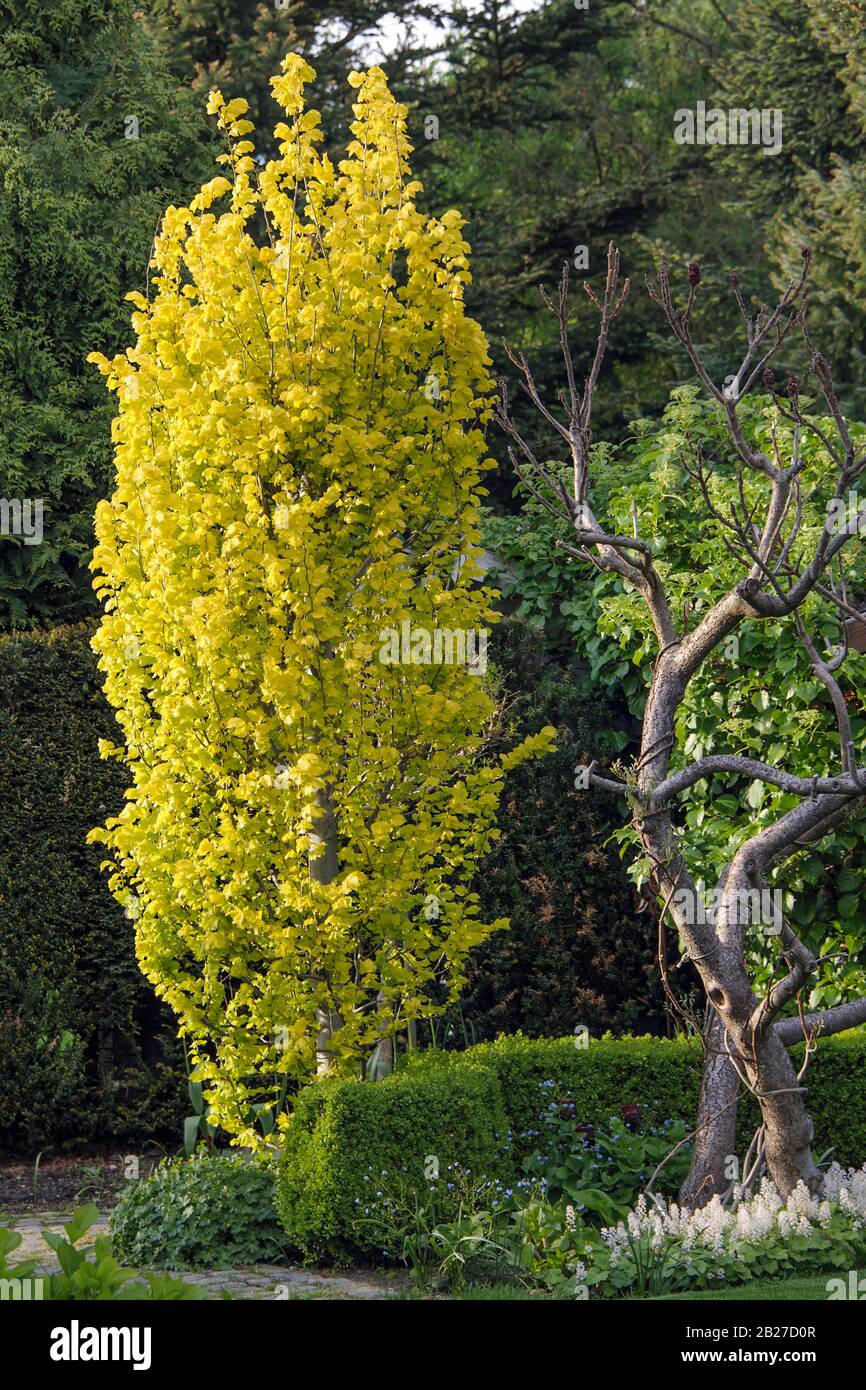 Ulmus hollandica wredi Fotos und Bildmaterial in hoher Auflösung Alamy
