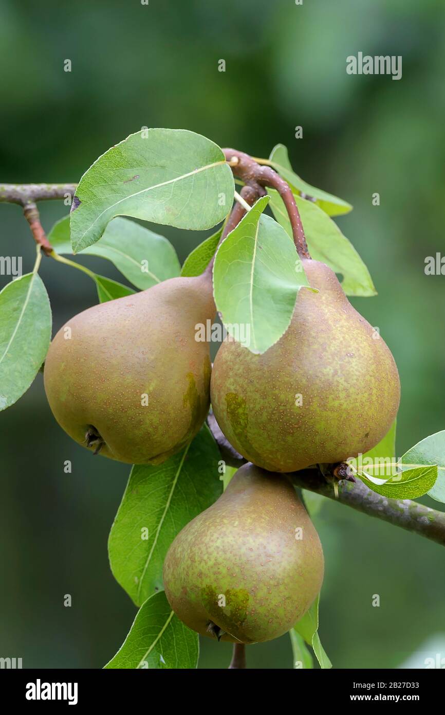 Birne (Pyrus Communis 'Uta') Stockfoto