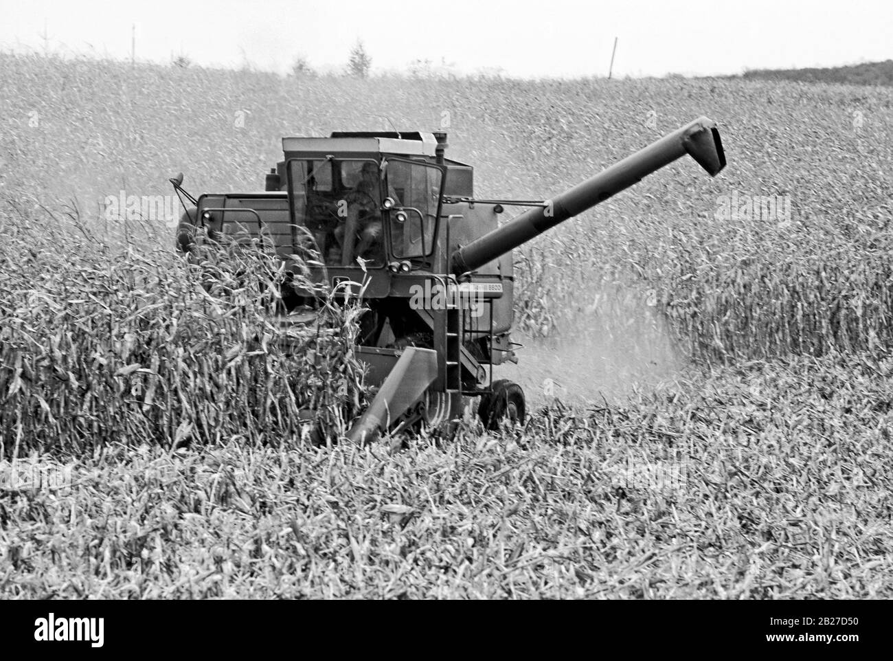 Ein Bauer erntet am Ende der Saison Mais mit einem Mähdrescher. Stockfoto