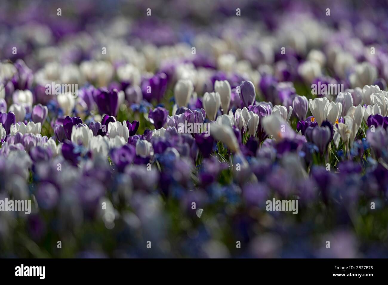 Blühende Krokuswiesen in frühdeutscher Frühjahrszeit. Stockfoto