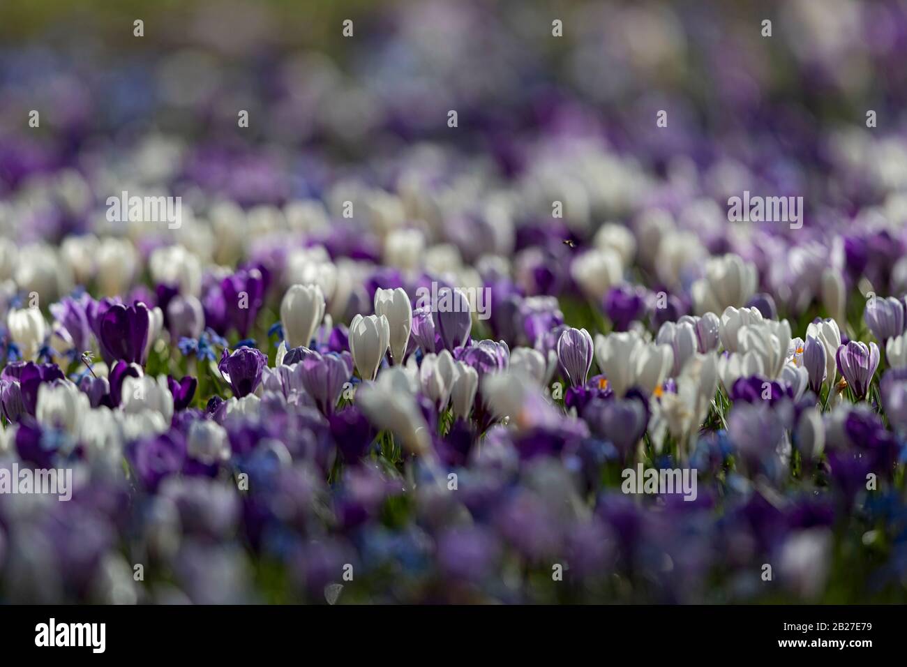 Blühende Krokuswiesen in frühdeutscher Frühjahrszeit. Stockfoto