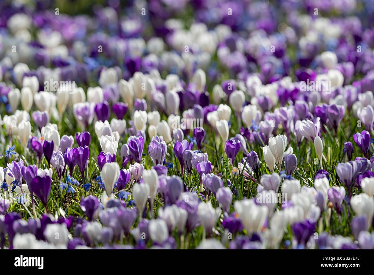 Blühende Krokuswiesen in frühdeutscher Frühjahrszeit. Stockfoto