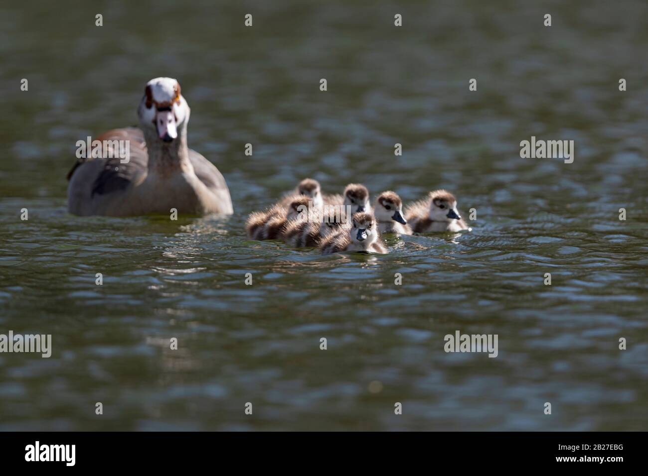 Eine Familie der ägyptischen Gans (Alopochen aegyptiaca), bestehend aus 7 Pulli Stockfoto