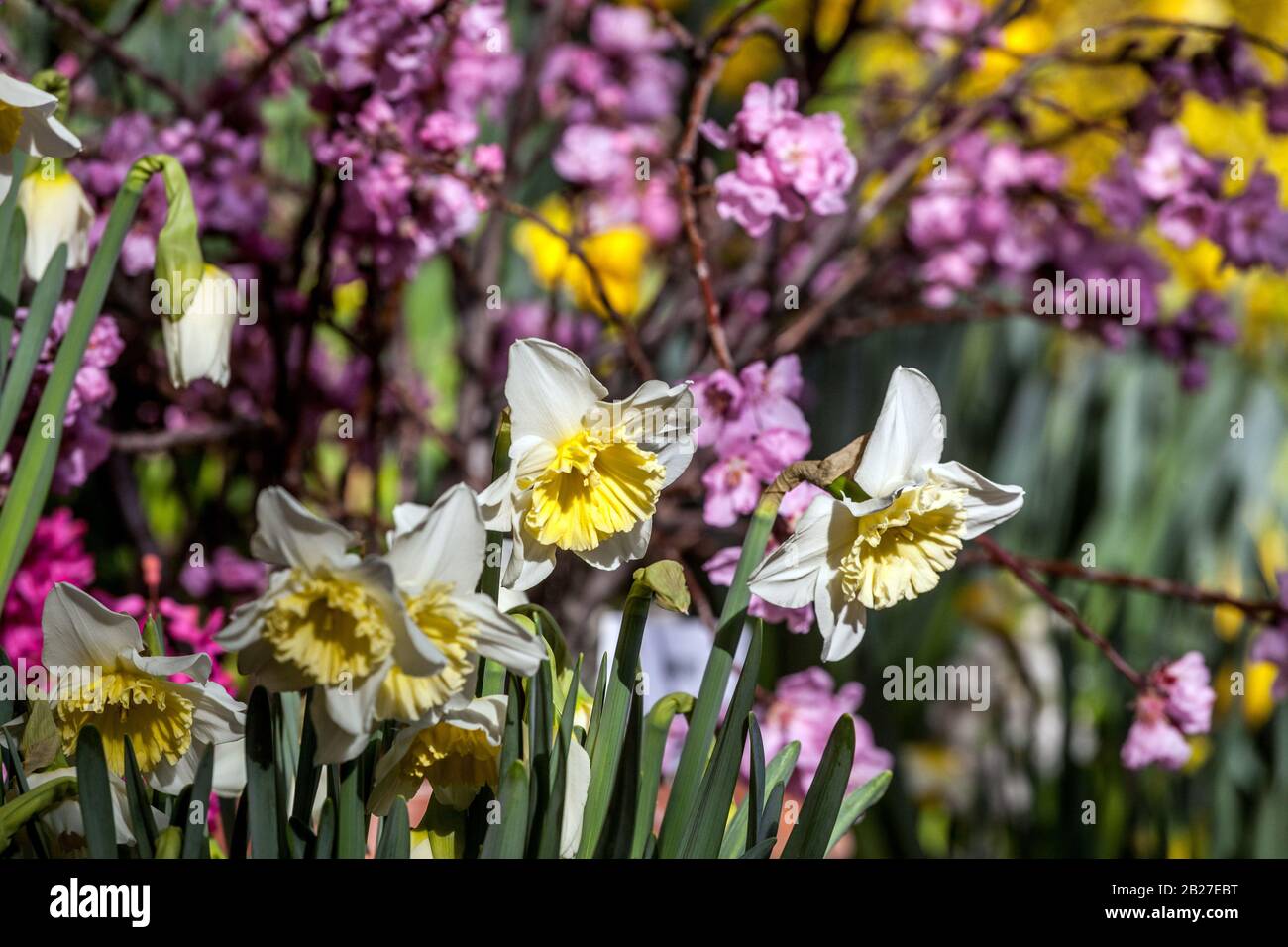 Die farbenprächtigen Frühlingsblüten Farbenprächtige Frühlingsblumen, gemischte Narzissen prunus in Blüte, atemberaubende Pflanzenfarbenkombinationen Stockfoto