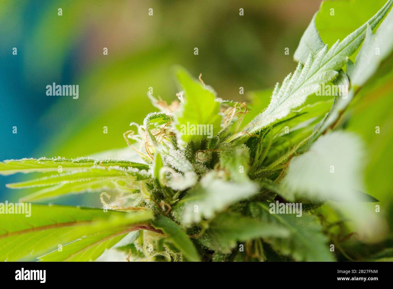 Blühende Marihuana-Pflanze mit frühen weißen Blumen, Cannabis Sativa-Blätter, Marihuana Stockfoto