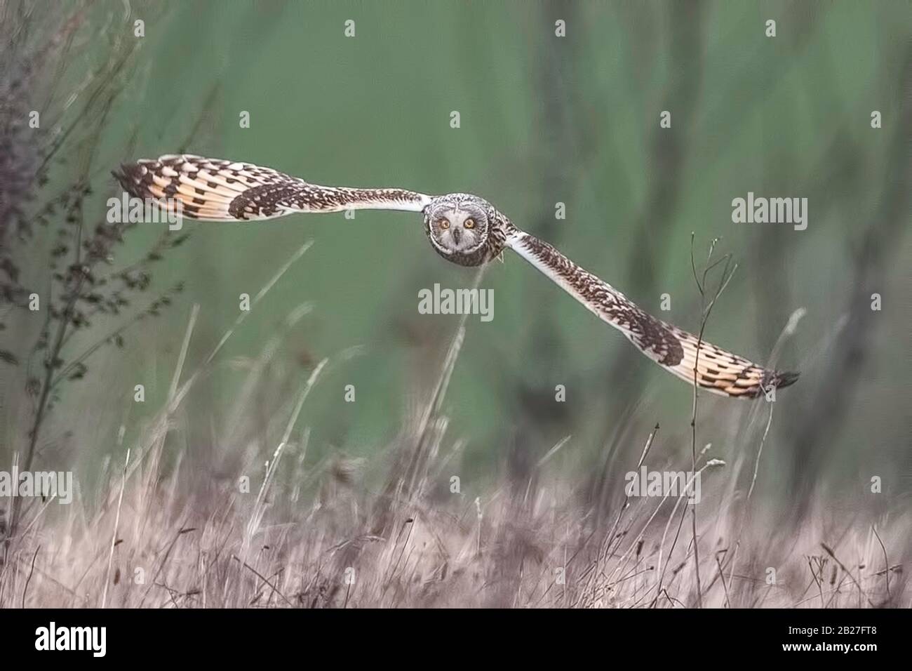 Sumpfohreule. Stockfoto