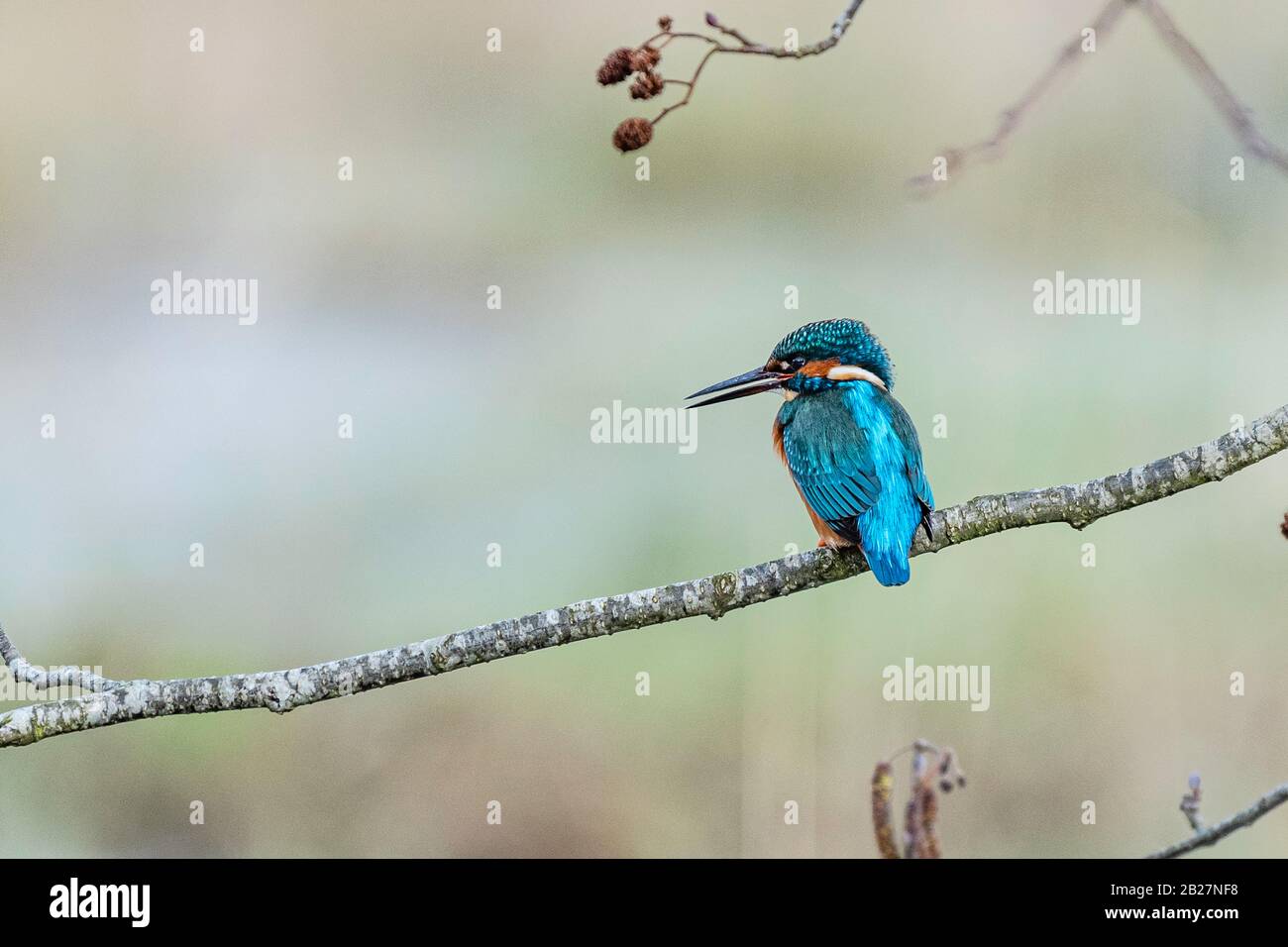 Eisvogel Stockfoto