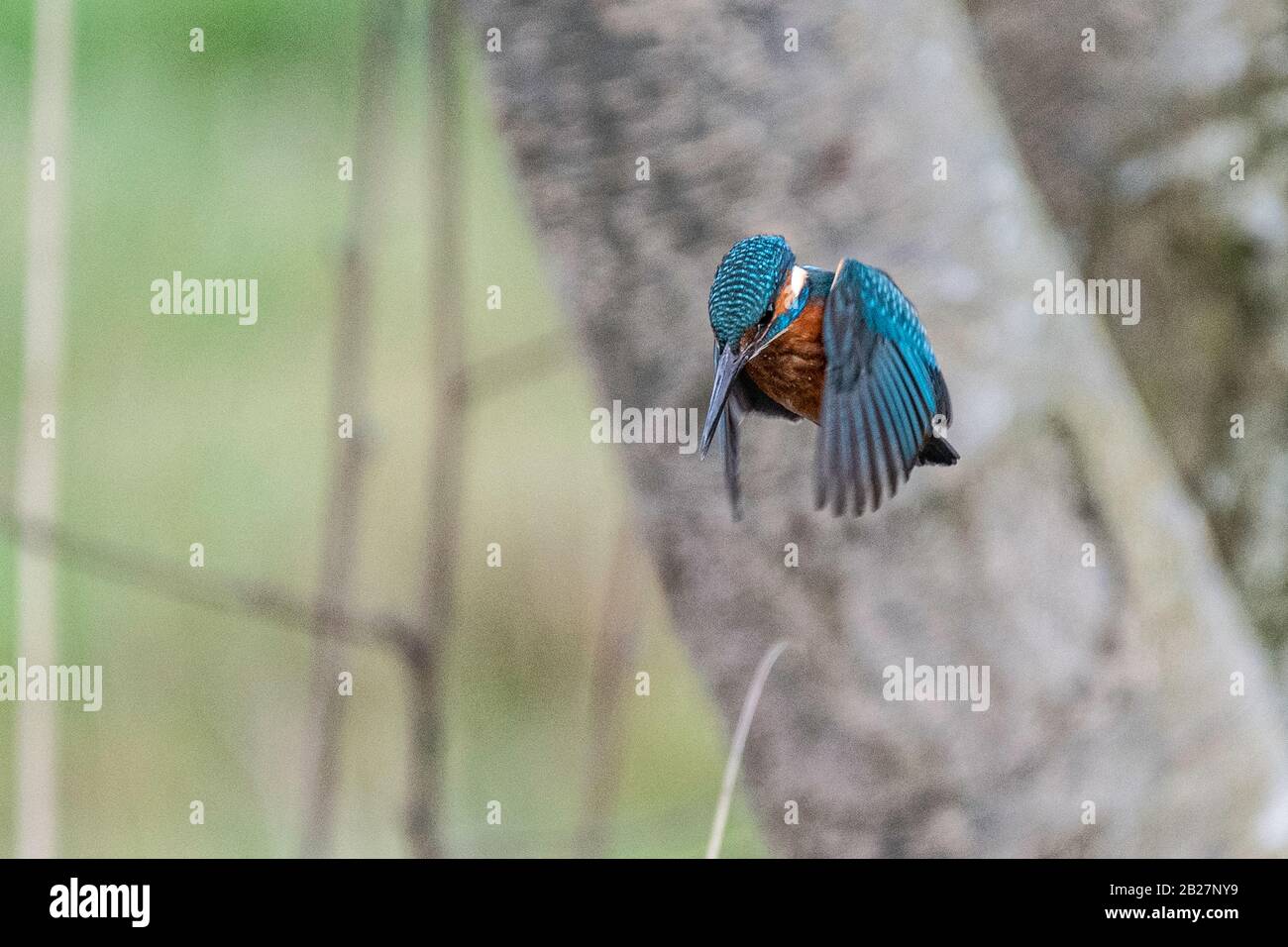 Eisvogel Stockfoto