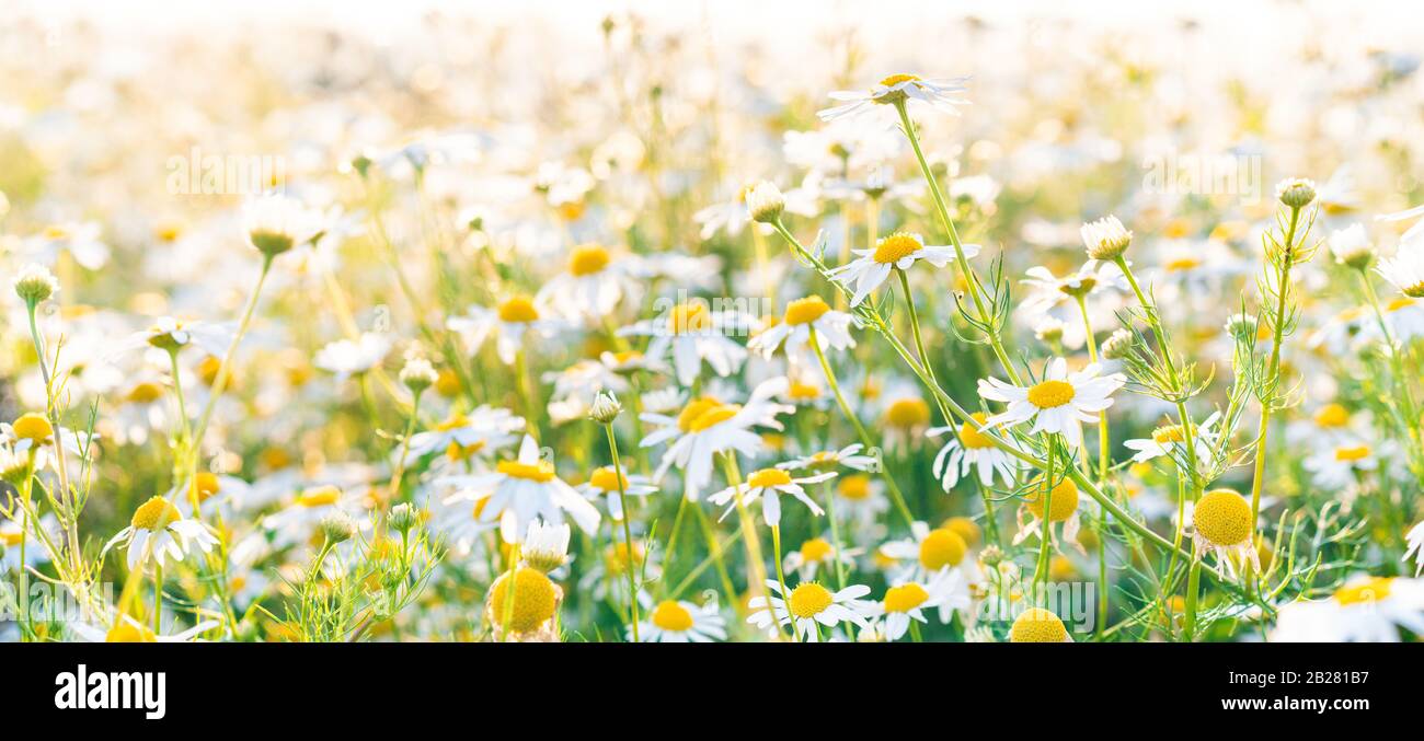 Kamillenblumen fangen bei Sonnenschein einen Panorama-Hintergrund auf. Schöne Naturszene mit blühenden medizinischen Chamomilles. Hintergrund der Kamillenfrühlingsblume Stockfoto