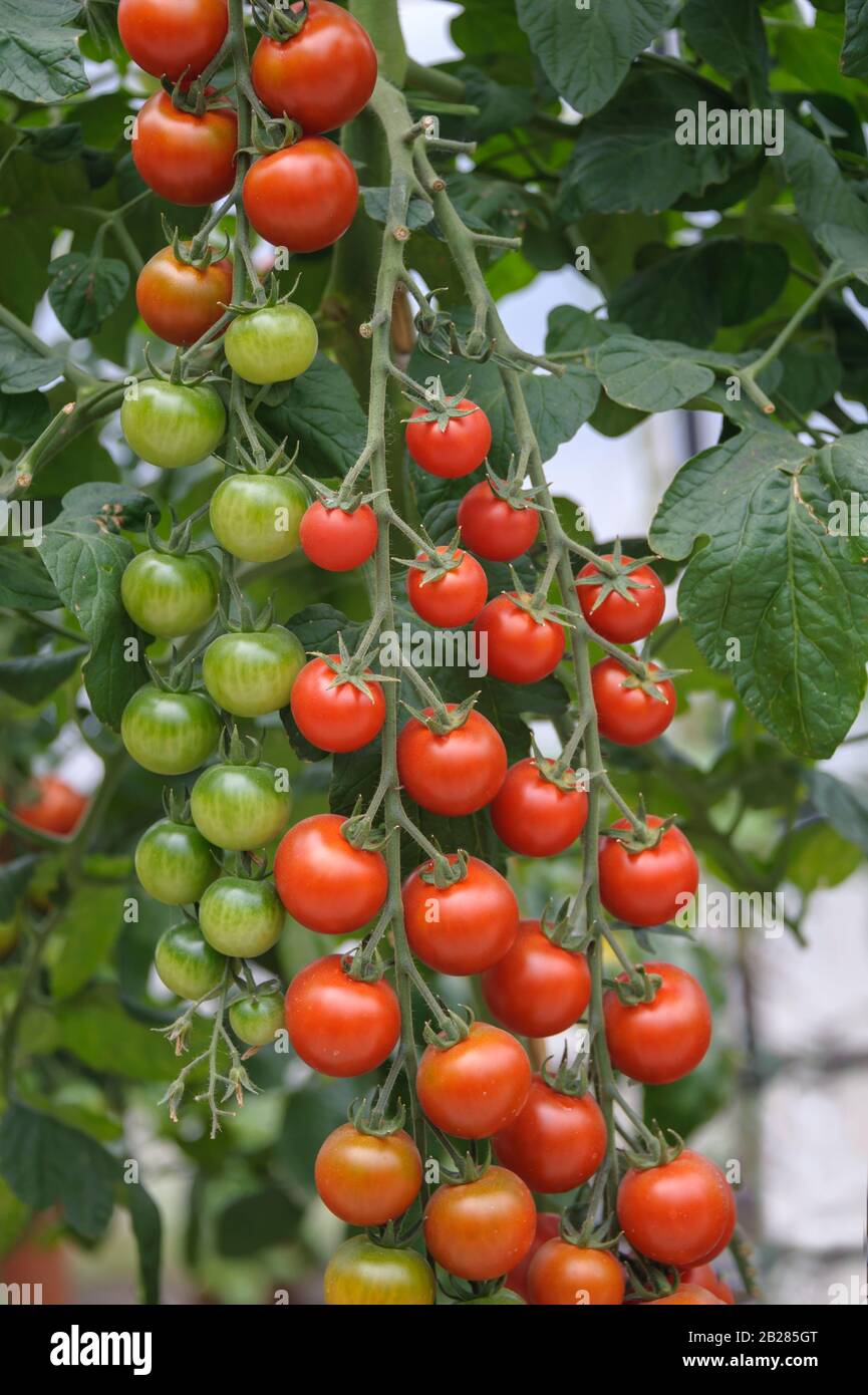 Cocktail-Tomate (Solanum Lycopersicum PICOLINO) Stockfoto