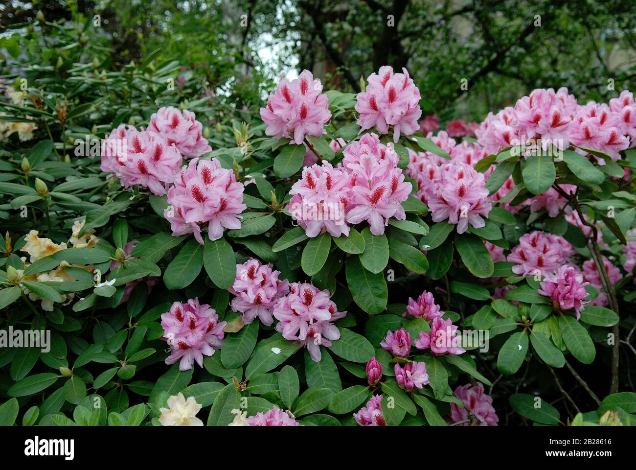 Rhododendron 'Furnivalls Daughter" Stockfoto