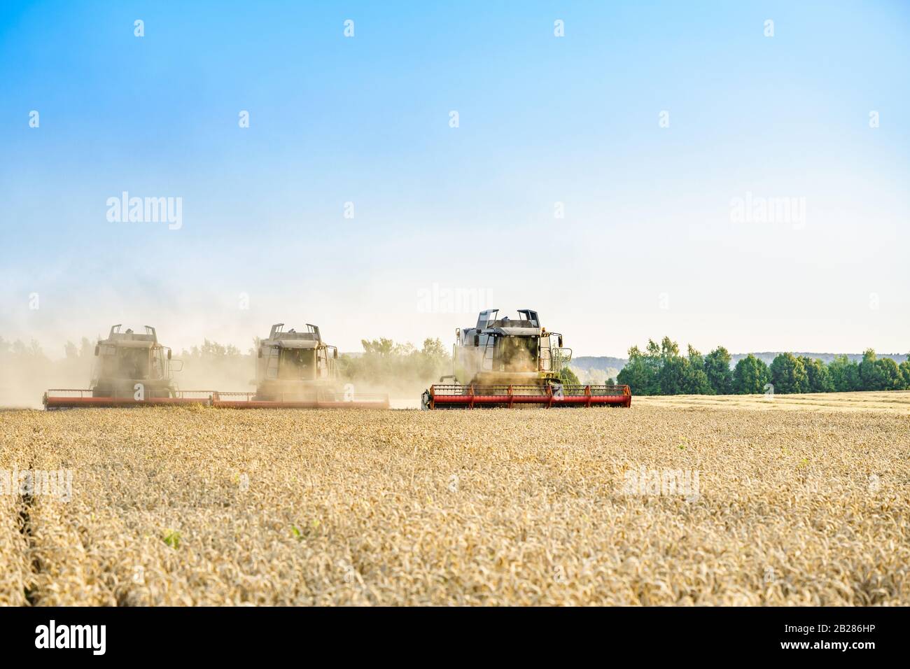 Vor dem Hintergrund eines sonnigen Sommertag und blauer Himmel mit Wolken. Mähdrescher ernten Reif goldene Weizen auf dem Feld. Das Bild der Stockfoto