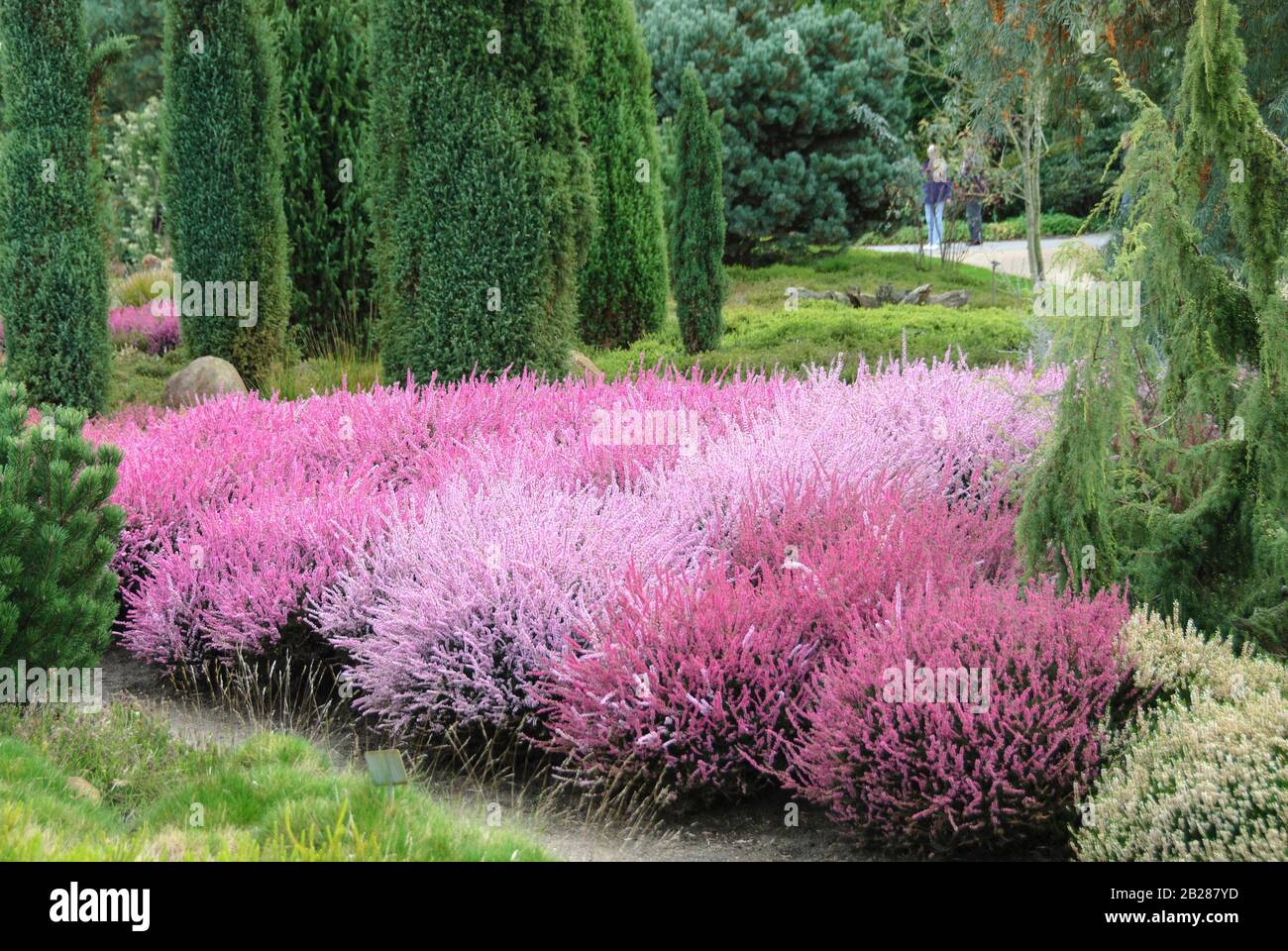 Heidegarten, Besenheide (Calluna vulgaris), Saulen-Wacholder (Juniperus communis 'Suecica') Stockfoto