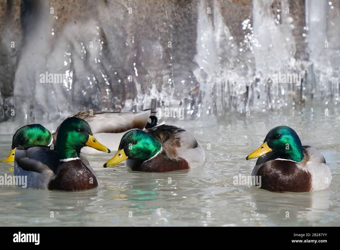 Mallards Badeschwimmen vor dem Aufstehen Stockfoto