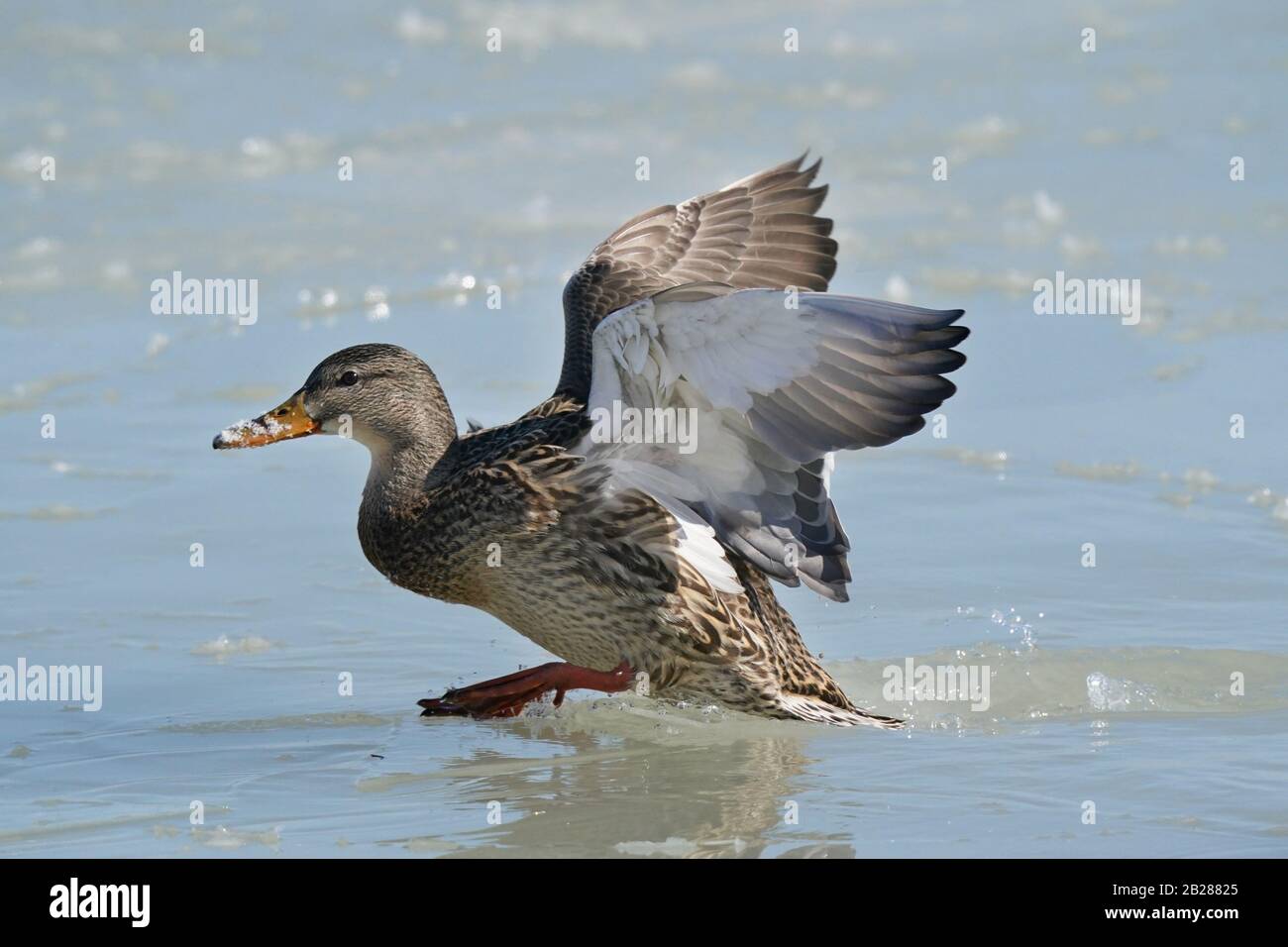 Mallard Enten im eisigen See an der Küste Stockfoto