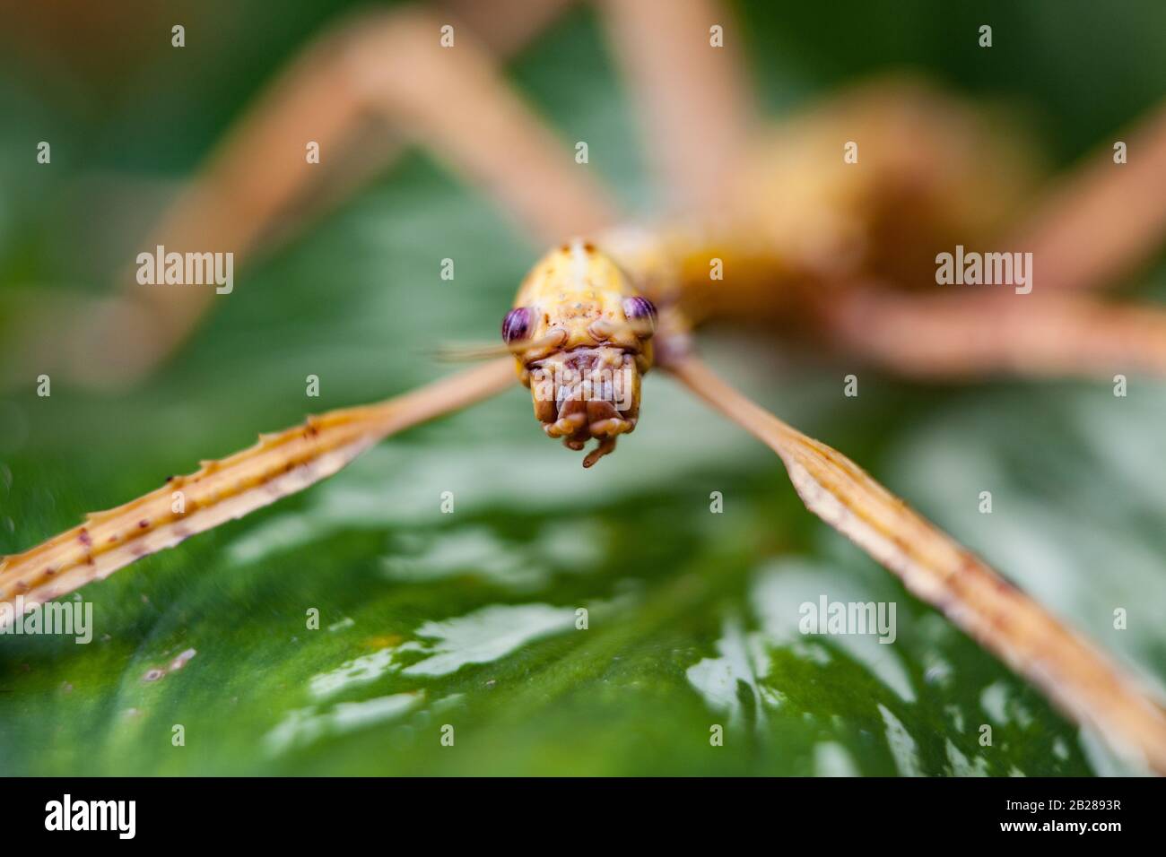 Riesige Heuschrecke im grünen Blatt. Makrofoto. Stockfoto