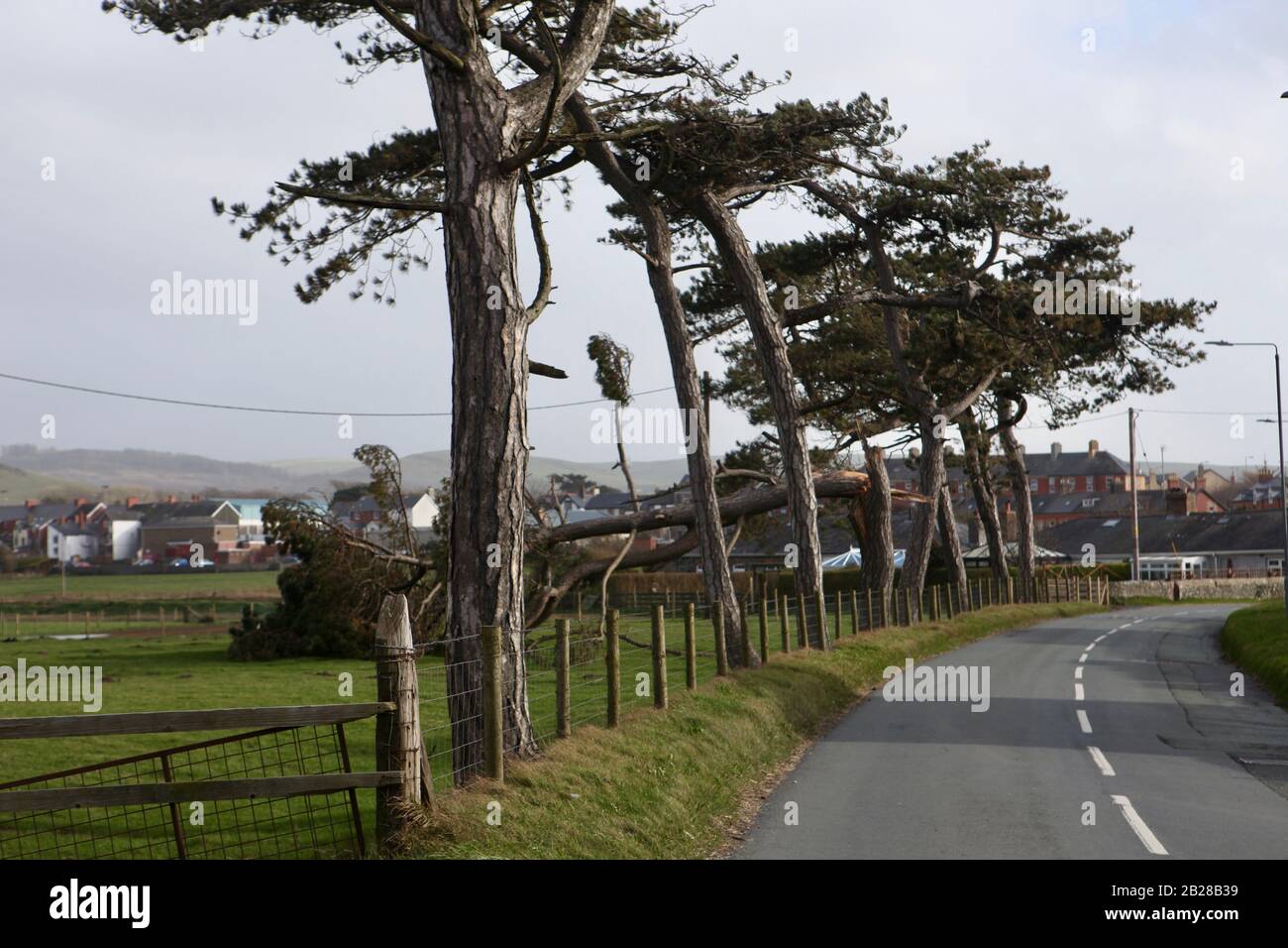 Sturm beschädigte Bäume, Tywyn, Wales Stockfoto