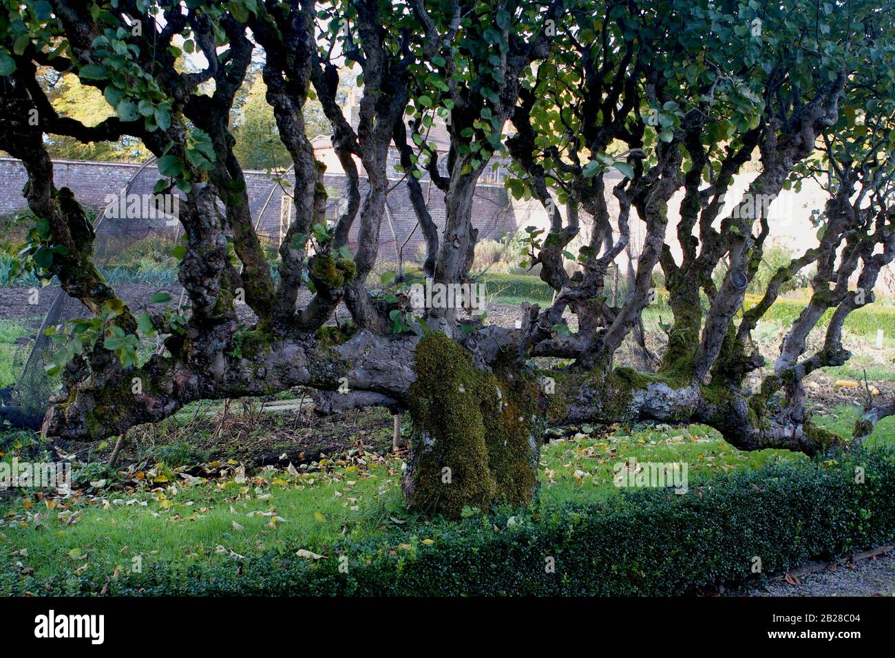 Apfelbaum, 200 Jahre alt, wächst im ummauerten Garten in Llanerchaeron Mansion, Ceredigion, Wales Stockfoto