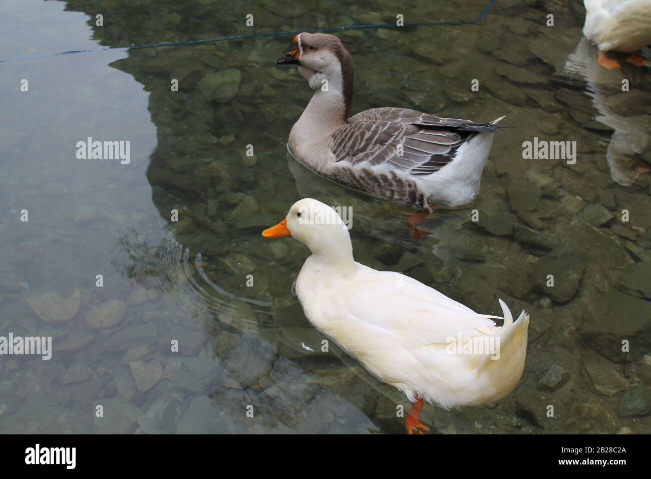 Ein erstaunliches Paar von wilden Enten, Enten schwimmen in einem Fluss Treska in der Nähe von Skopje, Nord-Mazedonien Stockfoto