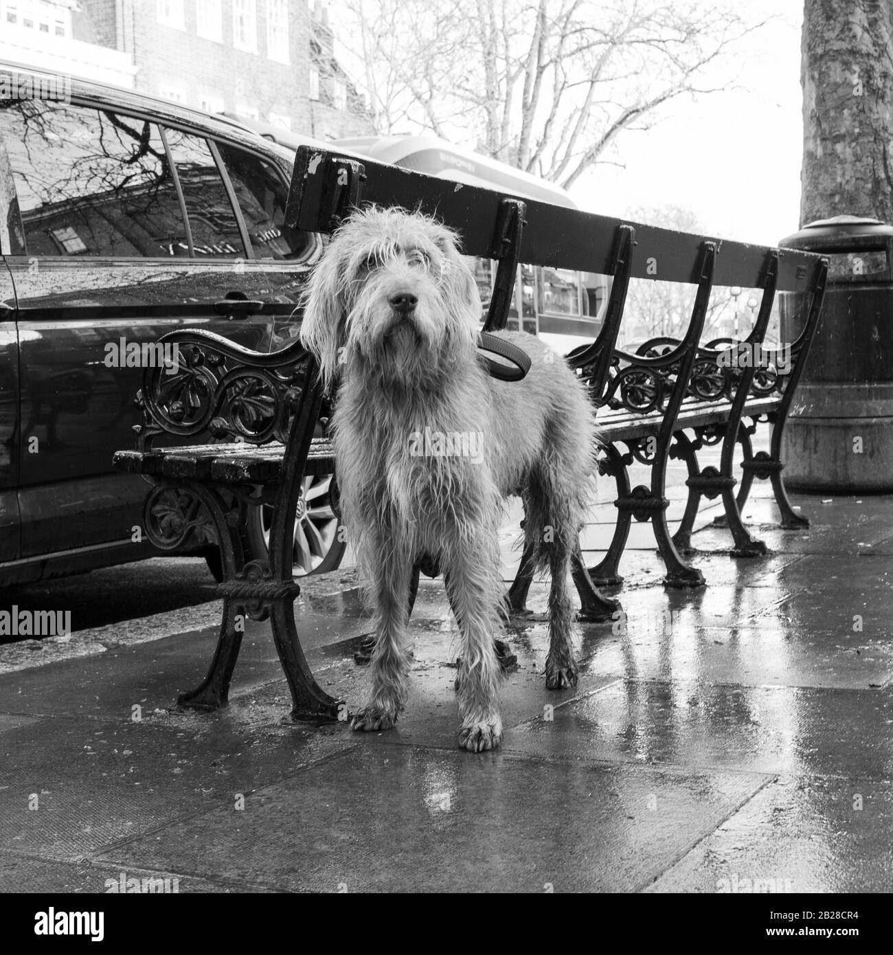 Getränkter, zotteliger, trauriger Hund, der an einem regnerischen Tag in Hampstead London an einer Bank auf einem Gehweg angekettet ist. Schwarzweiß Stockfoto