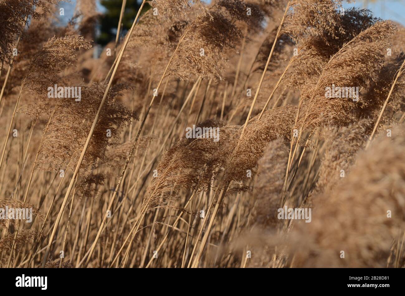 HÜBSCHES GRAS: Wilde Pampas Pflanzen ertragen einen windigen Tag im Gartenzustand. Stockfoto