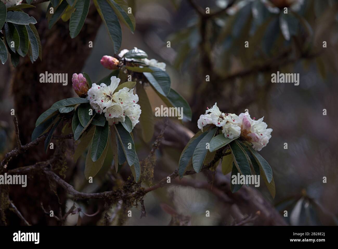 Blühender weißer Rhodendron im Wald des bhutanischen himalaya-ausläufers Stockfoto