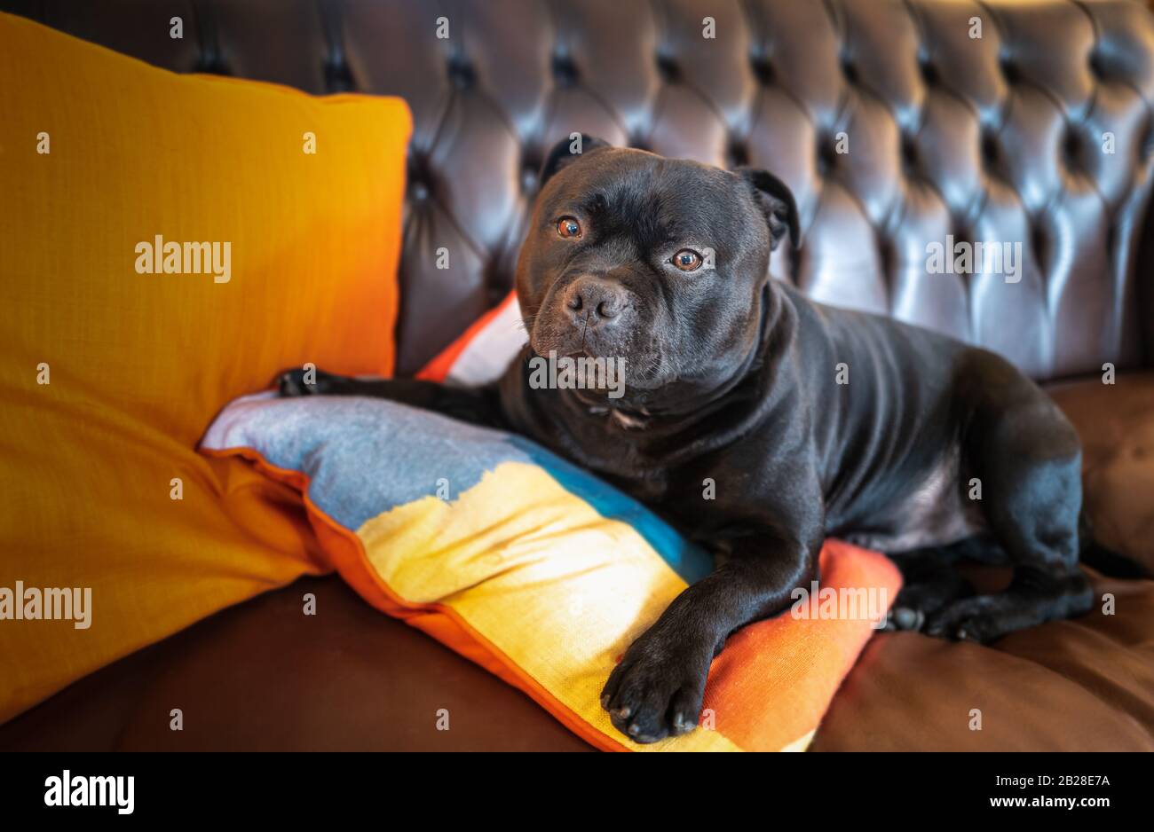 Ein Hund aus Staffordshire Bull Terrier, der auf einem braunen Vintage-Ledersofa mit leuchtend orangefarbenen Kissen liegt. Stockfoto