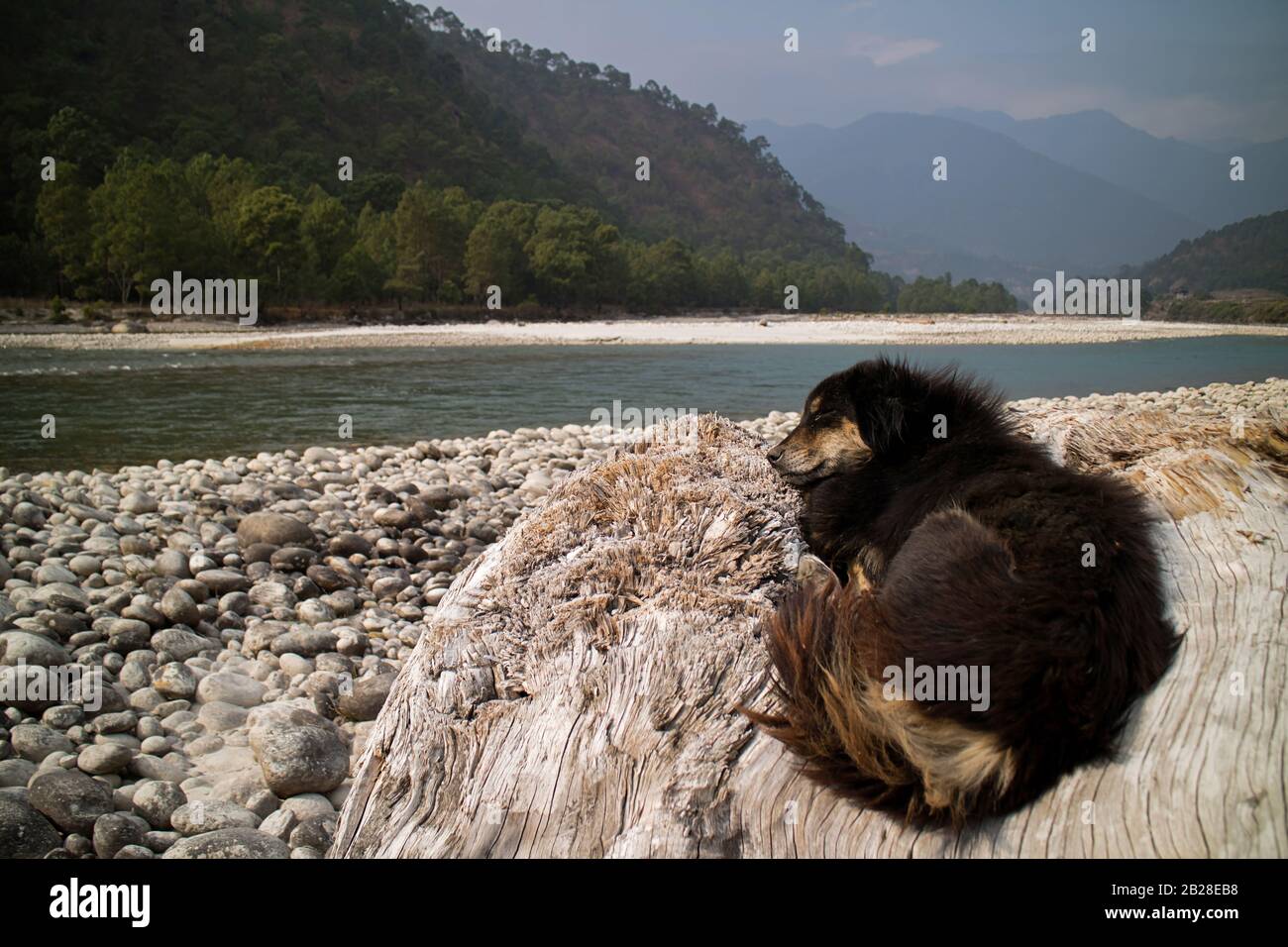 Der junge Welpenhund schläft im Sund am Flussufer Stockfoto