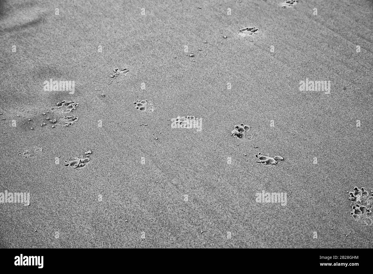 Hundespuren am Strand, Tiere in Freiheit Stockfoto